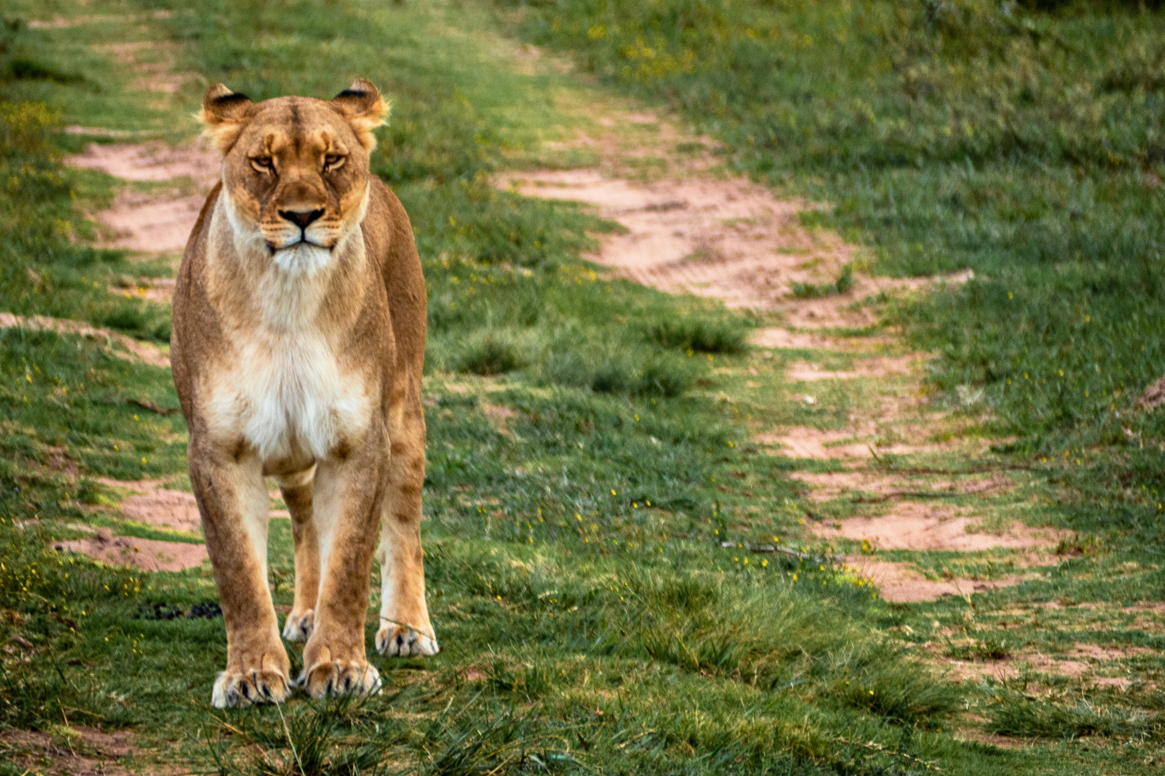 amakhala game reserve (2).webp